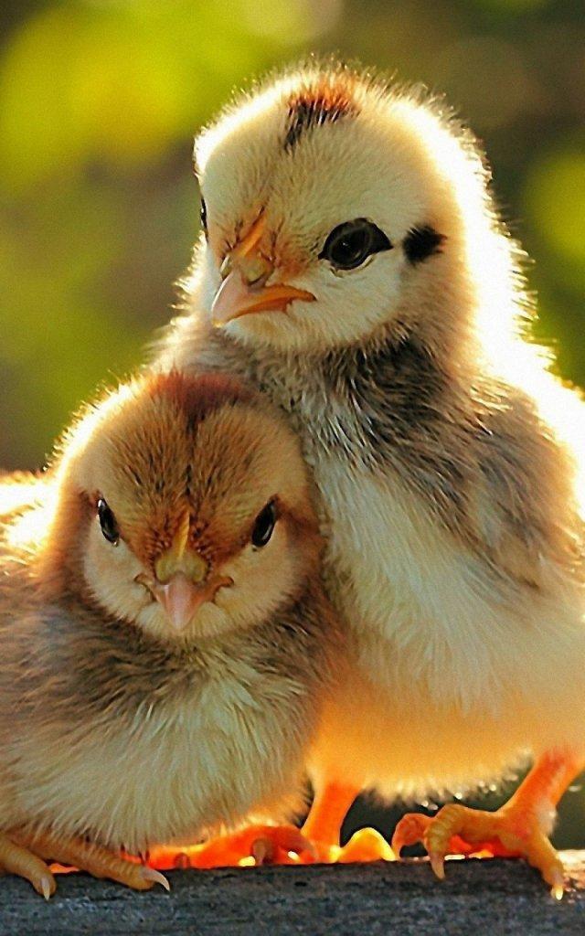 Cute Birds Profile Whatsapp DP