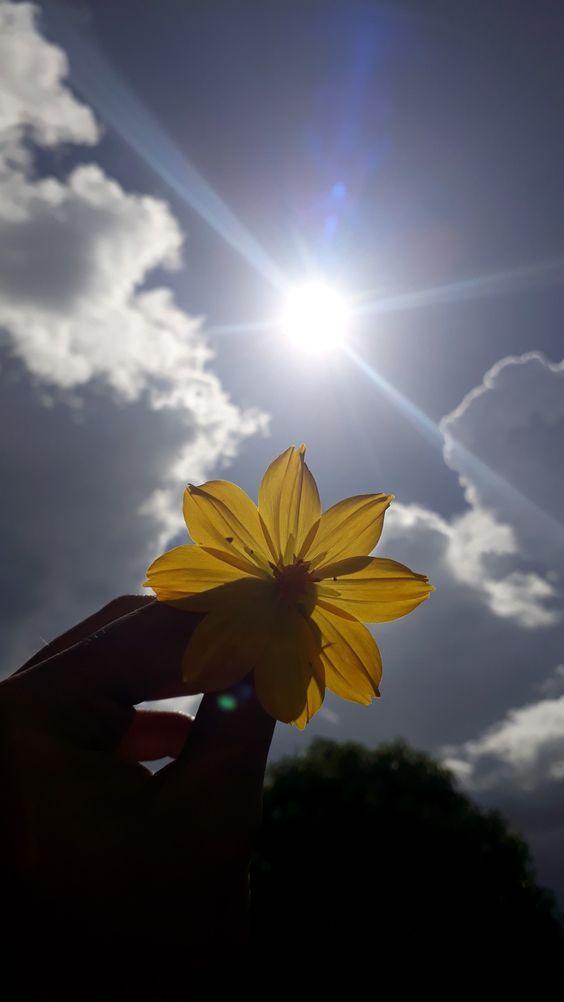 Standard Flower Whatsapp DP