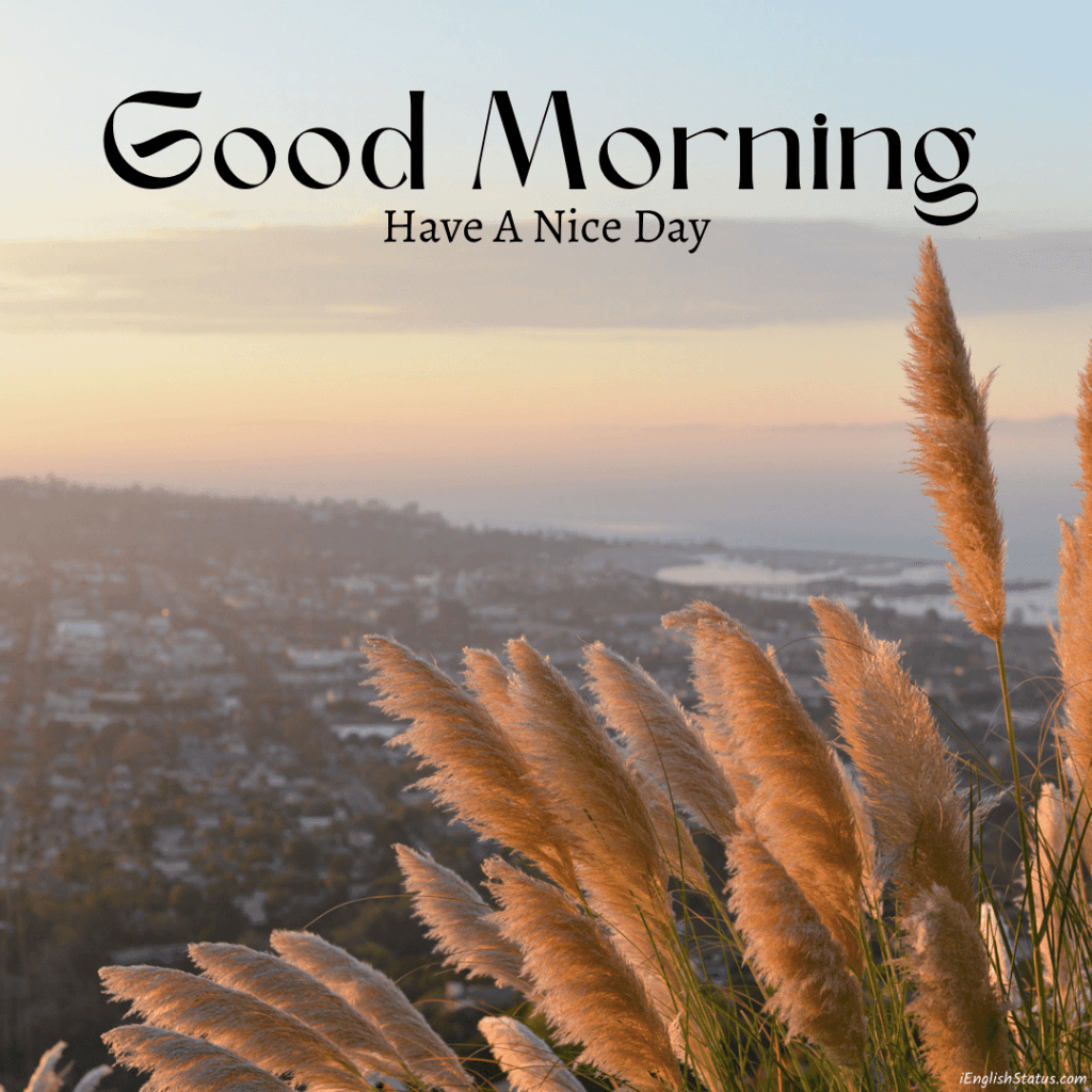Flowers Good Morning Images
