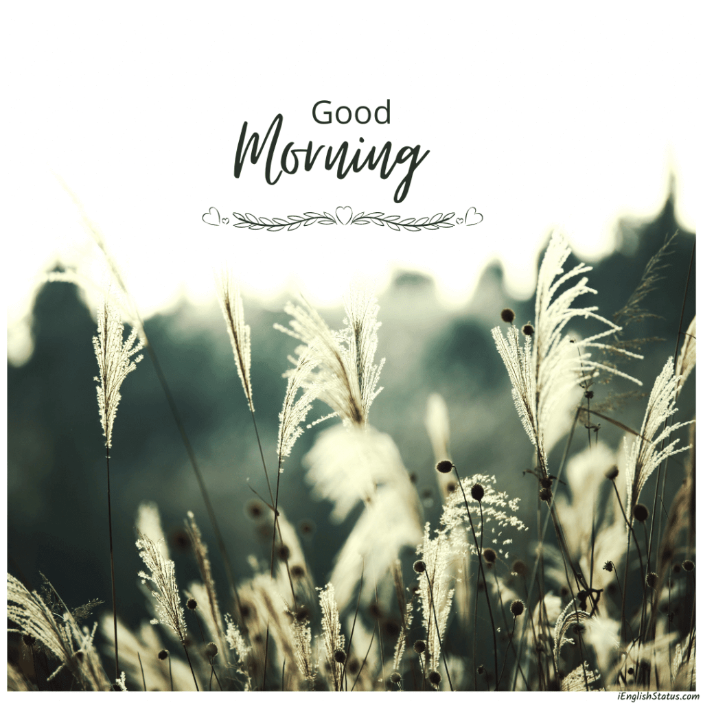 Good Morning 4K HD Images