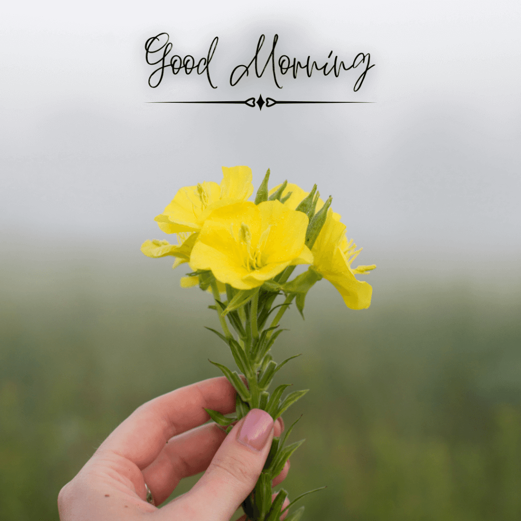 Good Morning Images With Flowers