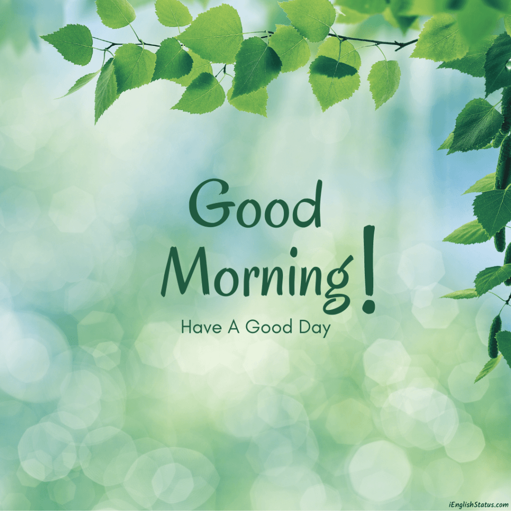 Good Morning Images With Flowers HD